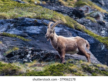 A Mature Ibex Surveys His Domain Above Zermatt In Switzerland