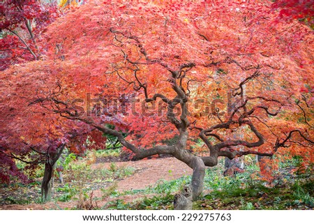 how much is a mature japanese maple tree Gay new jersey senator