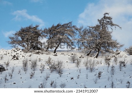 Mature Larch trees and saplings in deep snow