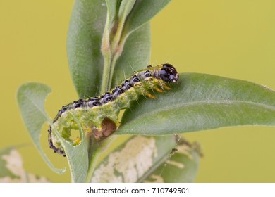 Mature larva of the box tree moth  (Cydalima perspectalis)
