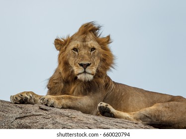 A mature lion male from one of the Serengeti prides sits on top of a rock in the Serengeti plains.