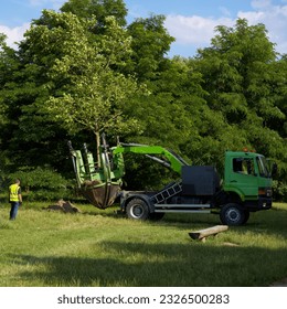 mature London plane tree (Platanus acerifolia) transplanting in the park with a tree spade (planting machine with four blades)