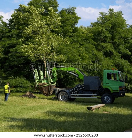 mature London plane tree (Platanus acerifolia) transplanting in the park with a tree spade (planting machine with four blades)