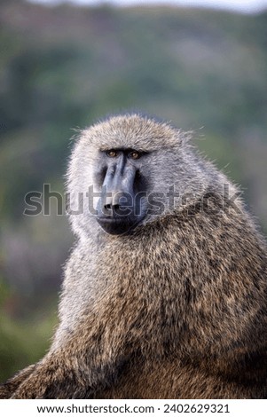 A mature male baboon with its head turned to the side, looking back in curiosity