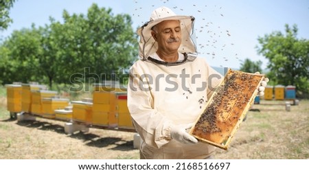 Mature male bee keeper in a uniform holding a honeybee frame with bees on apiary
