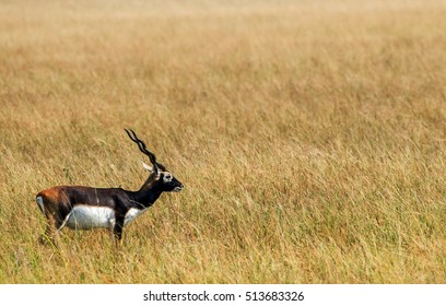 Mature male black buck deer walking in deep grassland
