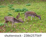 A mature male deer pursuing a reluctant female during the rutting season, Rapperswil, St. Gallen, Switzerland