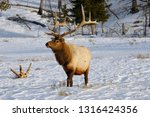 Mature male elk with antlers walking in snow at Blacktail Deer Plateau Yellowstone National Park