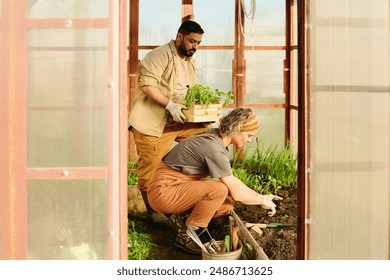 Mature male farmer with box of potted green tomato seedlings standing next to woman in workwear replanting pepper on flowerbed - Powered by Shutterstock