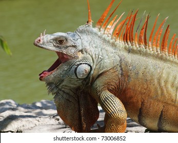 Mature male Green Iguana (Latin name: Iguana iguana) on the Carribean coast of the Mexican Yucatan.  Note the size of the dewap (beard), nose horns and spines.  Animal approx. 4 feet long & 20 pounds.