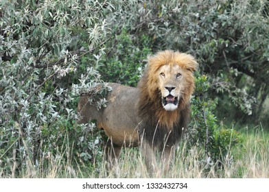 Mature Male Lion Stock Photo 1332432734 | Shutterstock