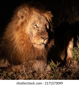 A Mature Male Lion, Nighttime Photography