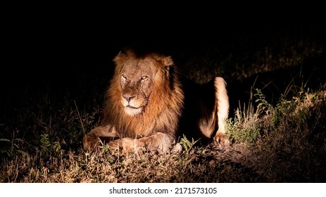 A Mature Male Lion, Nighttime Photography