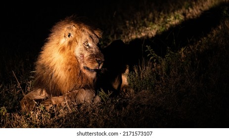 A Mature Male Lion, Nighttime Photography