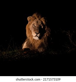 A Mature Male Lion, Nighttime Photography