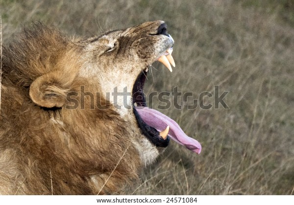 Mature Male Lion Panthera Leo Nubica Stock Photo (Edit Now) 24571084