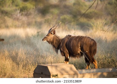 A mature male nyala antelope stands century at a watering hole. Looking out at the last warm rays of the African sun setting on his back.