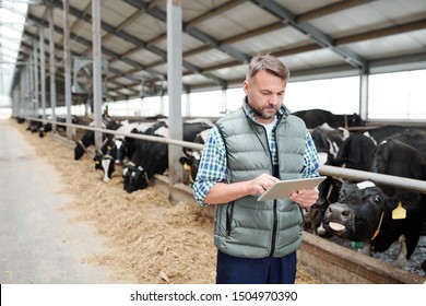 Mature Male Worker Of Contemporary Animal Farm Using Digital Tablet While Searching For Online Information About New Kinds Of Food For Milk Cows