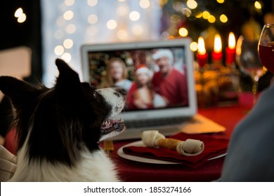 Mature Man Celebrating Christmas With His Dog Sitting At Served Holiday  Table With Laptop. People Greeting Their Friends On Video Call Using Webcam. Christmas Eve Online. New Normal Social Distancing