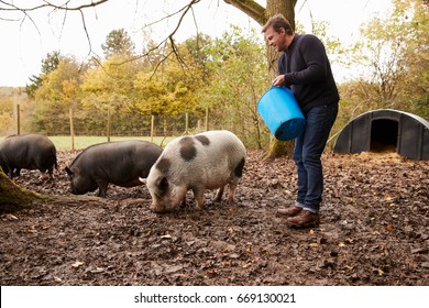 Mature Man Feeding Rare Breed Pigs In Garden - Powered by Shutterstock