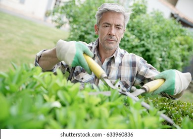 Mature Man In Garden Trimming Hedges