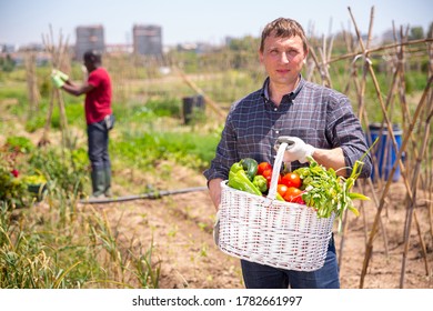 Mature man gardener holding basket with  harvest of fresh vegetables in rural - Shutterstock ID 1782661997
