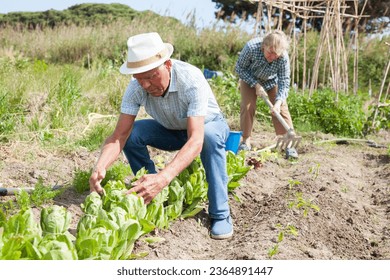 Mature man gardener working at land with lettuce, woman cultivate land in sunny garden outdoor - Shutterstock ID 2364891447