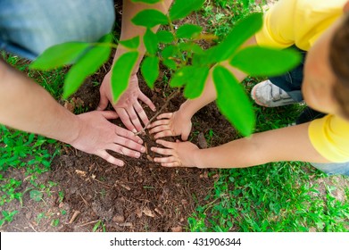 Mature Man And Grandson Planting Small Tree