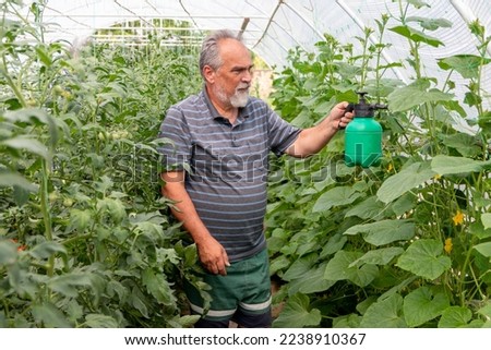 Mature man  spraying liquid fertilizer the foliar feeding on the vegetables in garden. Caring for vegetables seedlings. Feeding Foto stock © 