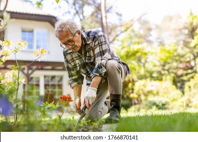 Mature Man Working In The Garden
