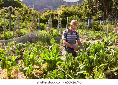 Mature Man Working On Community Allotment