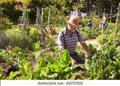 Mature Man Working On Community Allotment