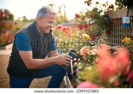 Mature Man Working Outdoors In Garden Centre Checking Rose Plants