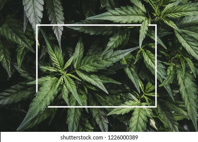 大麻草图片 库存照片和矢量图 Shutterstock