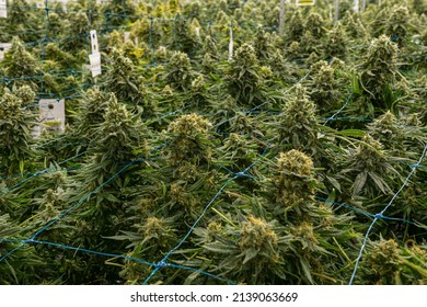 Mature Marijuana Plant with Bud and Leaves. Texture of Marijuana Plants at Indoor Cannabis Farm. Cannabis Plants Growing Indoor with Big Marijuana Buds
