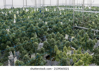 Mature Marijuana Plant with Bud and Leaves. Texture of Marijuana Plants at Indoor Cannabis Farm. Cannabis Plants Growing Indoor with Big Marijuana Buds