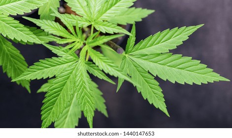 CBD-Hanf: Die 10 wichtigsten Fakten über das legale Cannabis
