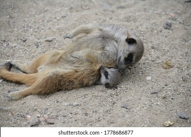 Mature Meerkat Sat On A Baby Meerkat In A Funny Amusing Way