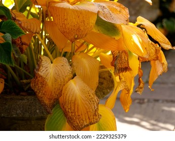 Mature mellow hosta leaves seen turning yellow in autumn. - Shutterstock ID 2229325379