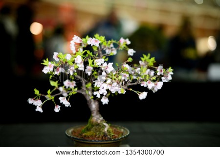 A mature miniature cherry  tree, an example of the Japanese art of bonsai an ornamental tree or shrub grown and artificially prevented from reaching its normal size