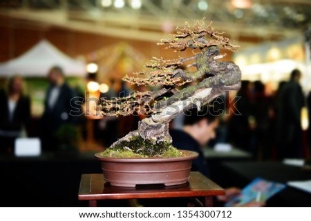 A mature miniature larch tree, an example of the Japanese art of bonsai an ornamental tree or shrub grown and artificially prevented from reaching its normal size