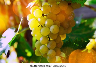 Mature Muscatel Grapes