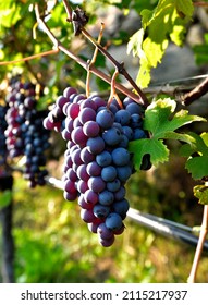 Mature Nebbiolo Grape Ready To Be Harvested