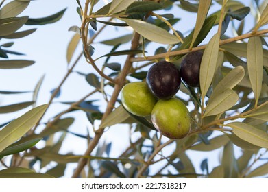 Mature olives on the tree, Olea Europaea, ready for the harvest, Mediterranean fruit from Dalmatia, Croatia - Shutterstock ID 2217318217