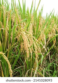 Mature Paddy Rice In Indonesia. Mature Harvest Of Golden Rice. Natural Source Of Carbohydrate. Organic Rice Farm In Asian. Organic Food. Agriculture Background.