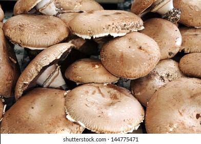 Mature Portobello Mushroom