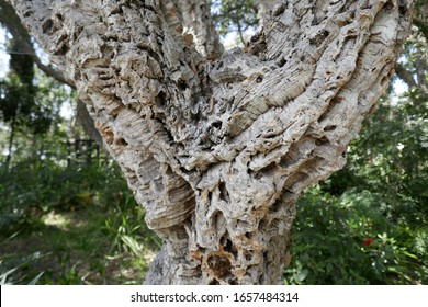 A mature Portuguese cork tree - Shutterstock ID 1657484314