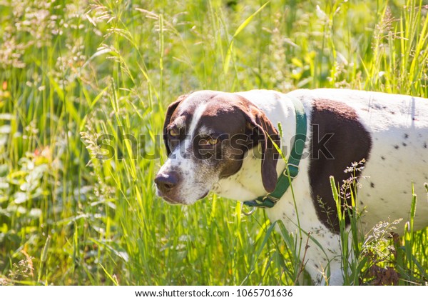 Mature Purebred German Shorthaired Pointer Dog Stock Photo Edit