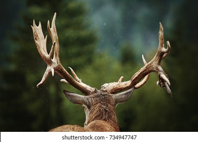 Mature Red Deer Stag With Big Antlers