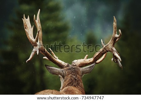 Mature Red Deer Stag with Big Antlers